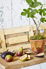 https://ww-w.prshots.co.uk/contents/archives/4061/1655/images/thumb350x287_auto/the_gluttonous_gardener_5th-wedding-anniversary-personalised-fig_8d2e2_thumb.jpg