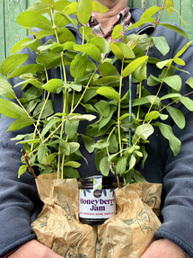 https://ww-w.prshots.co.uk/contents/archives/4061/1655/images/thumb350x287_auto/the_gluttonous_gardener_img_9137_thumb.jpg