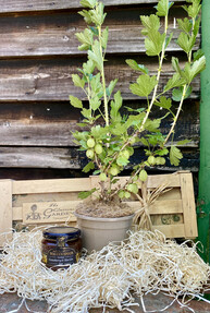 https://ww-w.prshots.co.uk/contents/archives/4061/1655/images/thumb350x287_auto/the_gluttonous_gardener_the-gooseberry-gift-crate_thumb.jpg